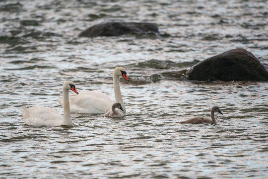 Mute Swans, Cygnus olor