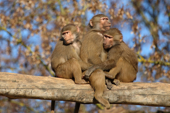 Mantelpavian / Hamadryas baboon / Papio hamadryas