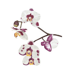 Beautiful orchid flower in full bloom.  © Abdul