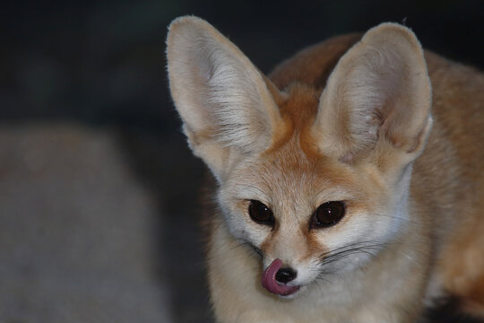 Fennek oder W&uuml;stenfuchs / Fennec fox / Vulpes zerda - Fennecus zerda