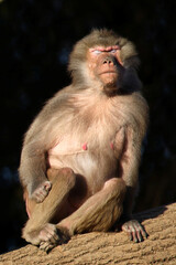 Fototapeta premium Mantelpavian / Hamadryas baboon / Papio hamadryas