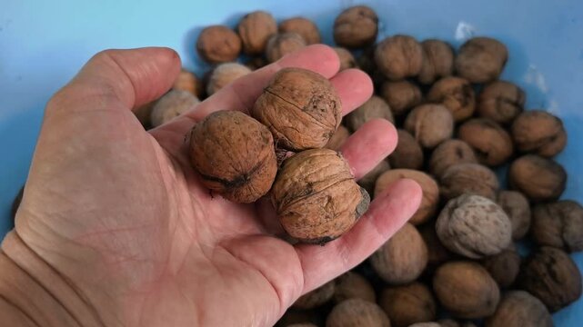 Hand picking fresh walnuts in blue bowl organic harvest