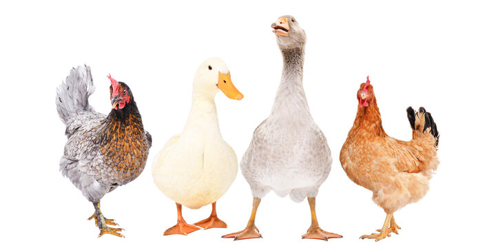 Chickens and geese standing together isolated on white background