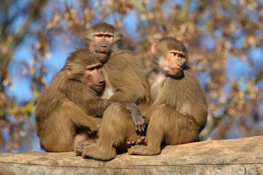 Mantelpavian / Hamadryas baboon / Papio hamadryas