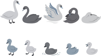 Obraz premium A collection of various swan and cygnet illustrations in different poses and colors.
