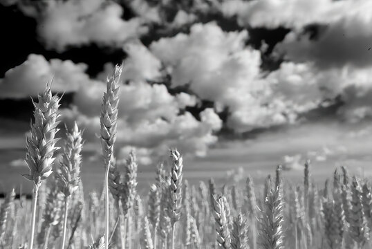 Weizenfeld im Sommer