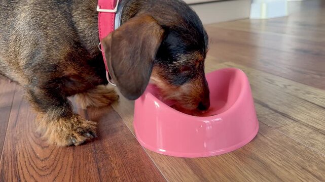 Horizontal low-angle close-up in a home kitchen: a dachshund with a red collar slowly laps from a pink plastic bowl on a wooden floor