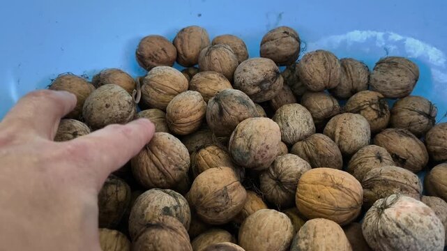 Hand selecting raw walnuts in blue bowl outdoors, natural sunlight highlighting texture of organic harvest nuts in garden