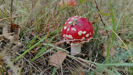 fly agaric mushroom in forest © Илья Чернов