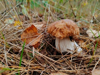 mushroom in the grass © Илья Чернов
