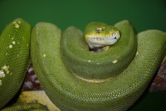 Gr&uuml;ner Baumpython / Green tree python / Morelia viridis