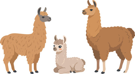Obraz premium A family of three cute llamas standing and sitting together.