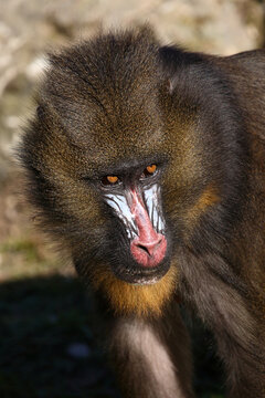 Mandrill / Mandrill / Mandrillus sphinx