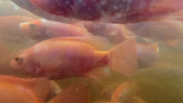 Underwater footage of numerous young red tilapia fish swimming together in an aquaculture pond, showing early-stage fish development and freshwater fish farming