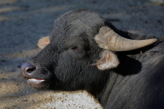 Wasserb&uuml;ffel / Water buffalo / Bubalus bubalis