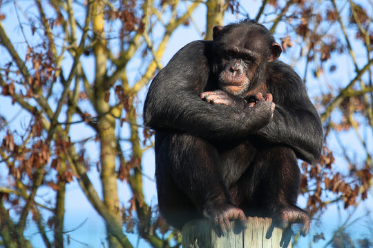 Gemeiner Schimpanse / Common chimpanzee / Pan troglodytes