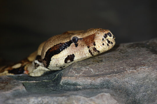 Dunkler Tigerpython / Burmese python / Python molurus bivittatus