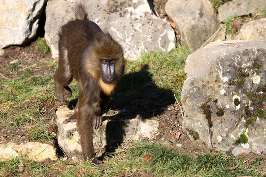 Mandrill / Mandrill / Mandrillus sphinx