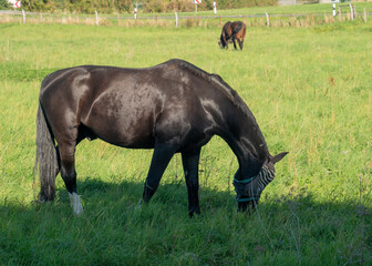 Horses grazing in a green field during daylight © Jill Dundee