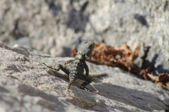 lizard