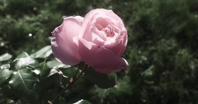 A pink rose bud with a green stem and leaves is pictured in the foreground with a blurred background.