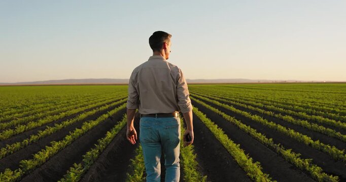 Back view of a young male farmer walking through a lush carrot plantation during a warm sunset. Agronomist inspecting his organic crop