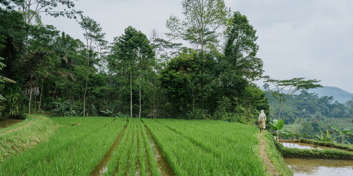 Indonesia. Woman walking by a rice field in traditional clothing 