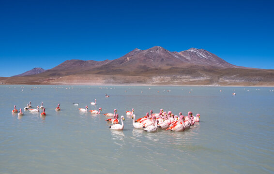 Andean flamingos swimming in altiplano lagoon with mountains
