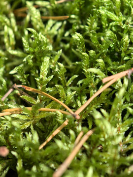 Lush green moss adorned with delicate pine needles in a quiet grove