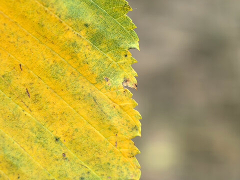 Autumn touch seen on a vibrant yellow leaf close up