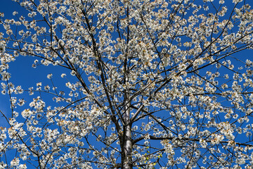 Fototapeta premium White flowering tree branches against clear deep blue spring sky