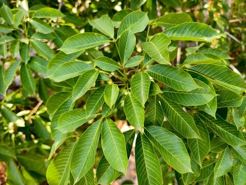 Rubber tree leaves (Hevea brasiliensis) in the morning