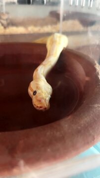Yellow albino python snake drinking water from a clay bowl inside terrarium