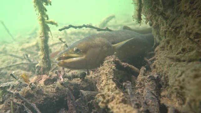 European eel (Anguilla anguilla) resting on muddy bottom and breathing underwater