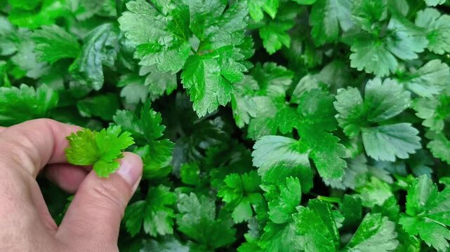 Plucking a fresh green leaf of aromatic celery herb in the garden by hand