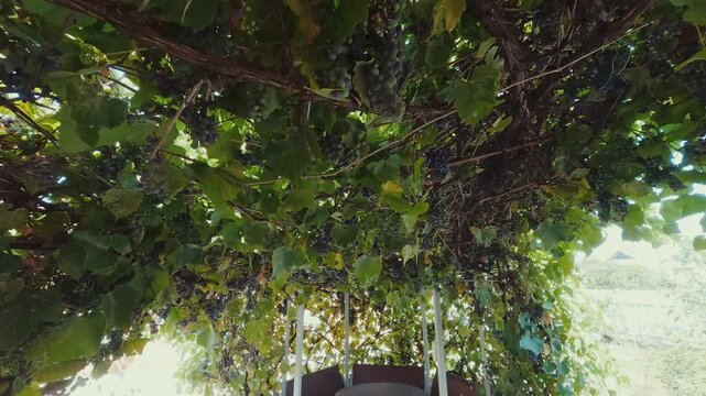 grapevines on a trellis, wine grapes