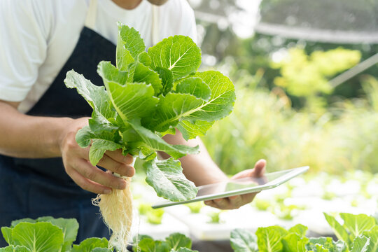 Organic farming, salad farm. Farmers recheck quality record on application on tablet. Hydroponics vegetable grow naturally. greenhouse garden, Ecological Biological, Healthy, Vegetarian, ecology