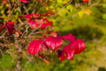 Fototapeta premium Vibrant crimson leaves cling to slender autumn branches, showcasing rich fall foliage hues in a soft natural light, creating a crisp seasonal atmosphere in a cozy woodland garden