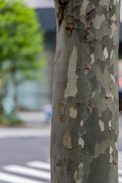 Close-up of plane tree trunk with peeling camouflage-patterned bark