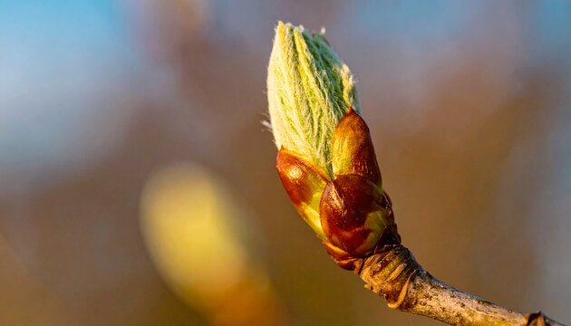 Macro shot of a green tree bud developing on a branch in early spring