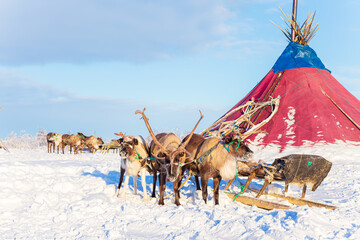 A reindeer team with a sleigh near a chum, the traditional dwelling of Nenets reindeer herders. © lizavetta