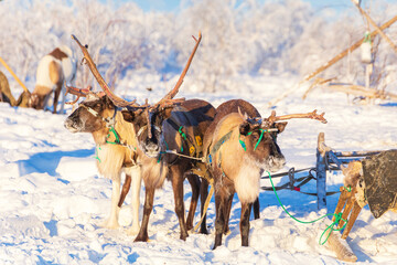 A team of reindeer with a sleigh in the snowy tundra. © lizavetta