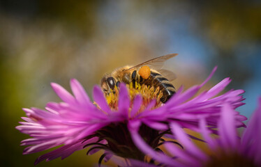 bee on pink flower © Юрий Скляров