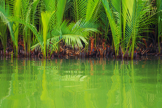 The famous Bay Mau coconut forest. Jungle wetland in Hoi An.