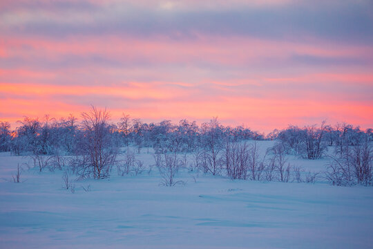 Beautiful pink  sunset in the Arctic. View of snow-covered tundra. Winter Arctic landscape.