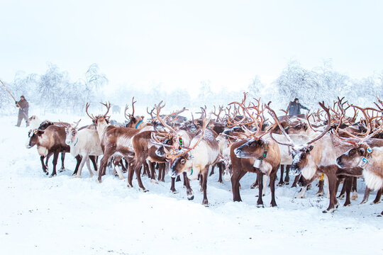 Reindeer herders drive a herd of reindeer.