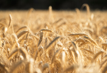 Obraz premium Ripe golden wheat growing in sunlit field