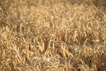 Obraz premium Golden wheat field with ripe grain heads