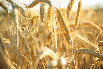 Obraz premium Sunlit golden wheat heads in ripe grain field