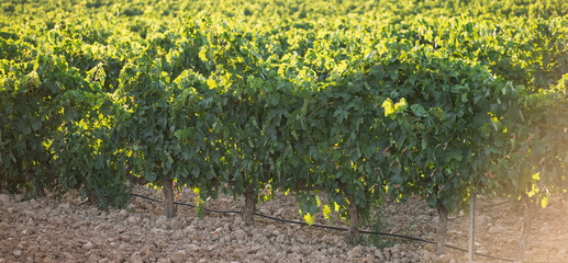 Obraz premium Green vineyard growing on dry rocky soil